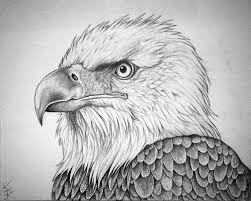 Bald Eagle Black And White Drawing Bald Eagle Portrait By Techdrakonic On Deviantart Eagle Drawing Eagle Sketch Pictures To Draw