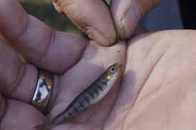 How do you get bigger fish in tiny fishing? This Is Micro Fishing Big Interest In Tiny Fish
