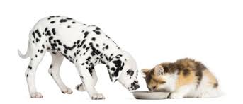 Dalmatian · dallas, tx we are accepting applications and deposits to determine the picking order of a future litter. Higland Straight Kitten And Dalmatian Puppy Eating From A Bowl Isolated On White Vetsavers Pet Hospital