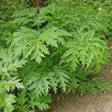 Image result for Heracleum