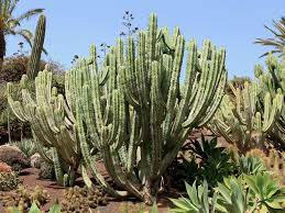 Blue myrtle is a columnar cactus native to mexico that may reach twenty feet in the wild. How To Grow And Care For Myrtillocactus World Of Succulents