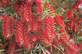 Image result for Callistemon