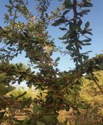 Image result for Gymnosporia tenuispina