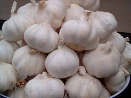 Image result for bawang putih