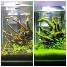 6 Months Difference My Nano Cube Tank 35x35x40cm 49l Update Day 194 Nan Planted Aquarium Aquascaping Akvaryum