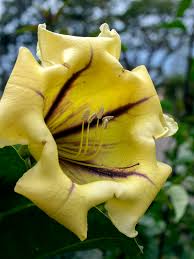 Image result for Solandra maxima