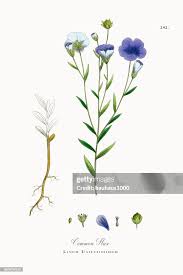Image result for Linum usitatissimum