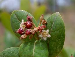 Image result for Psorospermum febrifugum
