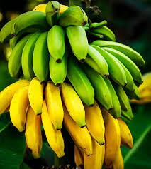The skin of the mini banana is thinner than that of the larger variety and is easy to peel. Dwarf Cavendish Banana Trees For Sale The Tree Center