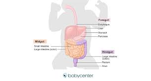 These three parts are called the head, thorax and abdomen. Fetal Development Your Baby S Digestive System Babycenter