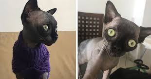 Produced by mother nature, they. I Can Has Cheezburger Sphynx Funny Animals Online Cheezburger