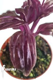 Image result for Malaxis