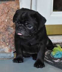 Browse our selection of reputable breeders. Purebred Pug Puppies Ready For Their New Forever Homes Charlotte For Sale Charlotte Pets Dogs