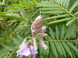 Image result for Tephrosia vogelii