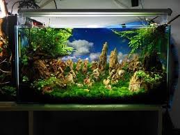 Ivory Tower Aquascaping Aquarium Setup Step By Step Youtube Aquarium Setup Aquascape Aquarium