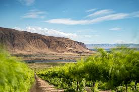 Image result for Wiesneria