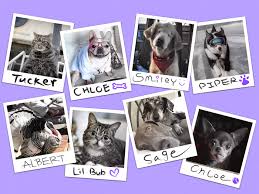 What your cat will do when you die? Famous Pets What Happens After Viral Internet Animals Die