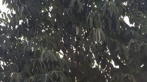 Maybe you would like to learn more about one of these? Is My Autumn Purple Ash Fraxinus Americana Sick