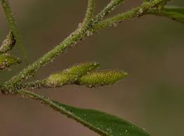 Image result for Streptopetalum serratum