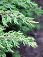 Select the proper site location. Norway Spruce Vs Common Juniper Treetime Ca