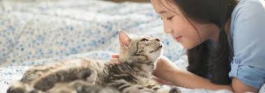 Kitten proofing means reducing the risk of accidents at home. 10 Tips For Kitten Proofing Your Home Hill S Pet