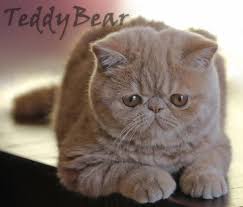 Or, for the complete list of exotic shorthair cat breeders in the entire usa, click here. Exotic Shorthair Kittens For Sale Petfinder