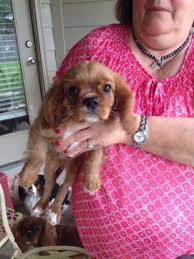 Pedigree cavalier puppies will be ready for adoption from mid november to the end of january. Cavalier King Charles Spaniel Puppies For Sale For Sale In San Antonio Texas Classified Americanlisted Com