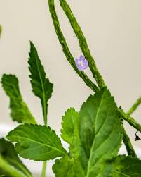 Image result for Stachytarpheta