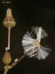 Image result for Emilia sonchifolia