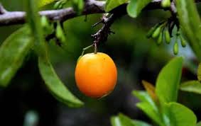 Image result for Ximenia americana