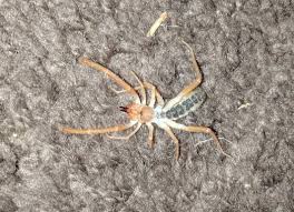 Camel spiders have four pairs of legs and no stinger. Solifugae Wind Scorpions Or Camel Spiders In Bakersfield California United States