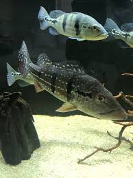 Wild peacock temensis (cichla temensis) from columbia. For Sale Temensis Peacock Bass Monsterfishkeepers Com