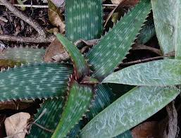 Image result for Aloe haroniensis