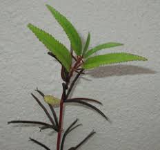 Image result for Corchorus tridens