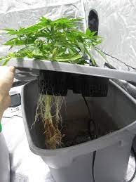 Root rot is one of the most common plant conditions that you will encounter as a hydroponics grower. Cannabis Root Rot How To Identify Get Rid Of It Quickly