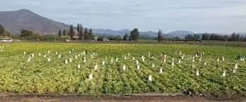We did not find results for: Melipilla Chile Cosecha De Porotos 2016 Campo Imagenes Del Campo Carteles Vintage