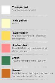 A dog will vomit when something upsets its stomach. What Is A Normal Urine Color For Dogs Pet Carrier Verdict