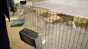 A boy smashed a tv as he tried to help a superhero on screen beat a monster. The Best Rabbit Hay Rack Youtube