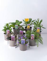 Maybe you would like to learn more about one of these? Perennial Garden Planter Bundle M S