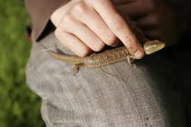 Image result for Laggera elatior