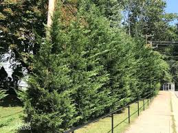 If you don't have room for a layered planting, and a row is all you can do, diversifying is still a better remember your neighbors when planting. The Best Trees For Privacy Screening In Big And Small Yards