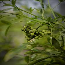 Image result for Vepris