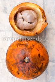 Image result for Landolphia foretiana