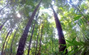 Tumbuh subur di pinggir laut yang berlumpur, terlindung daripada pukulan ombak. Ukur Karbon Dioksida Hutan Harian Metro