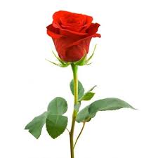 Single Red Rose Long Stem Delivery Single Red Rose Hybrid Tea Roses Rose Flower