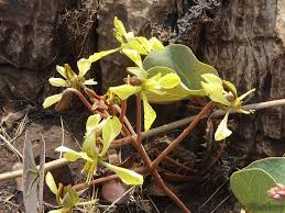 Image result for Tylosema esculentum