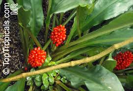 Image result for Palisota ambigua