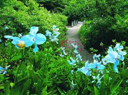 Les Pavots Bleu De L Himalaya Au Jardin De Metis Naturesa