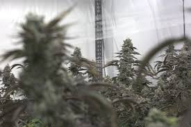 Beginners may find its level of potency to be too intense and overwhelming. Wedding Cake Cannabis Strain Prime Cuts Cannabis Nursery