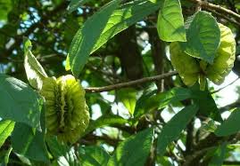 Image result for Buchnerodendron lasiocalyx